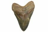 Fossil Megalodon Tooth - North Carolina #328437-1